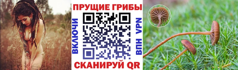 Купить закладки  Сысерть  Псилоцибиновые грибы прущие грибы 